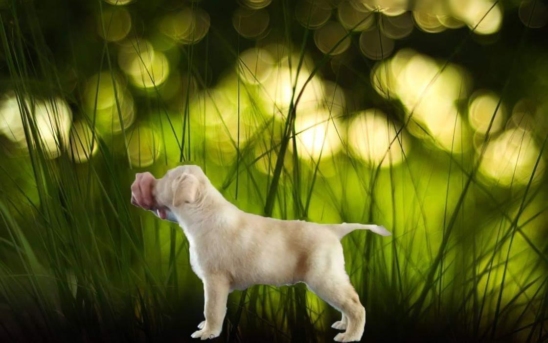 Labrador-retriver-štenci