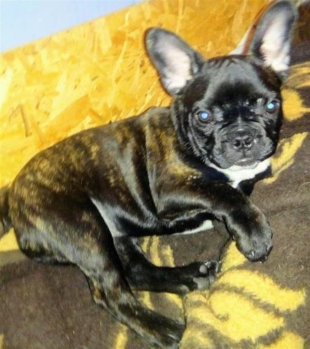 Francuski buldog stene