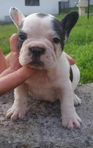 Francuski buldog