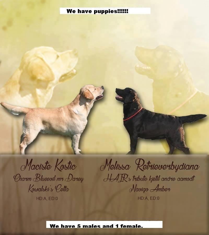 Labrador-Retriver-štenci-