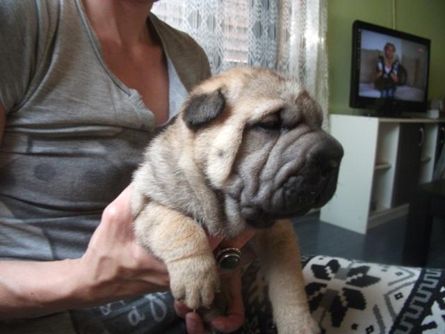 Shar-Pei--stenci-svetskog-kvaliteta