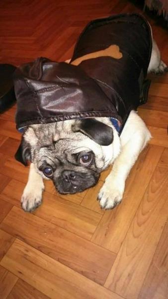 Mops-prvobirano-musko-stene