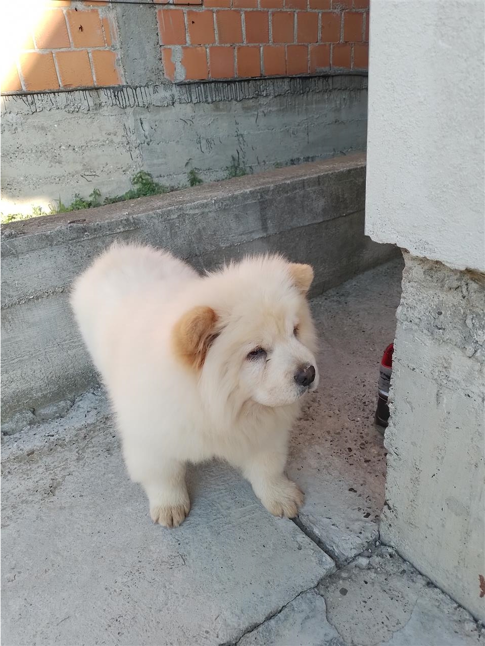 Chow-chow