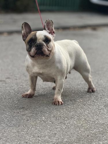 Francuski buldog