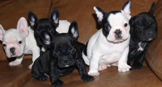 Engleski-i-francuski-buldog