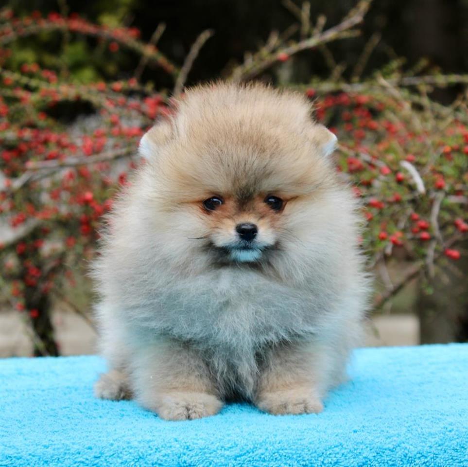 Pomeranac