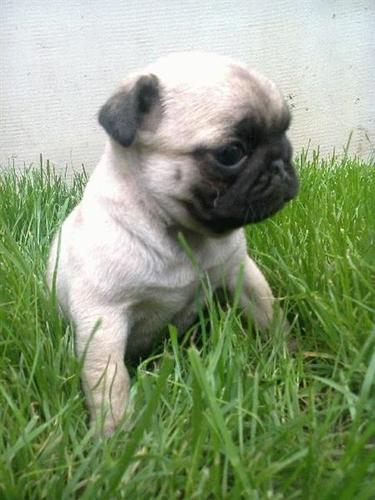 MOPS, stenci bez boje
