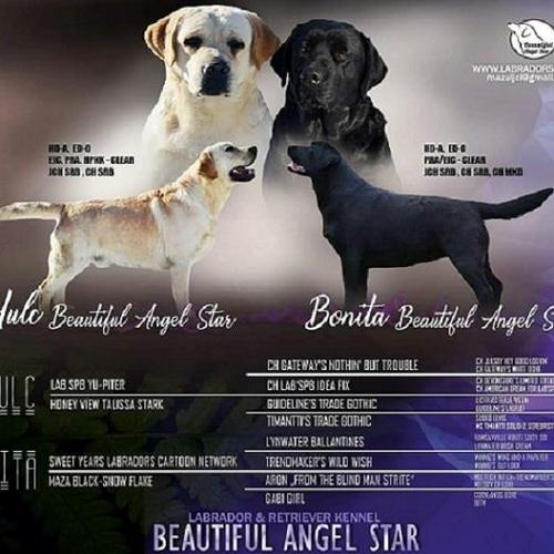Stenci Labrador retrivera 