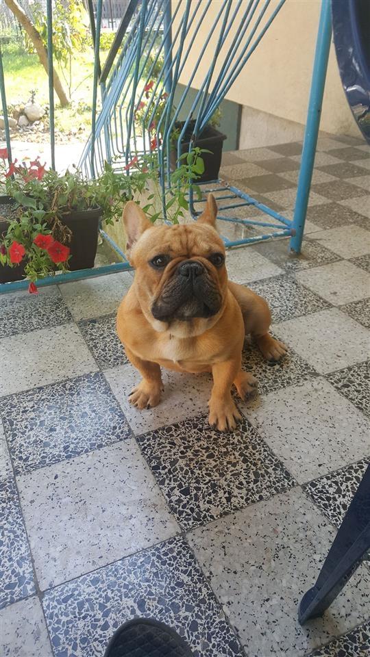 Francuski-buldog-štenci