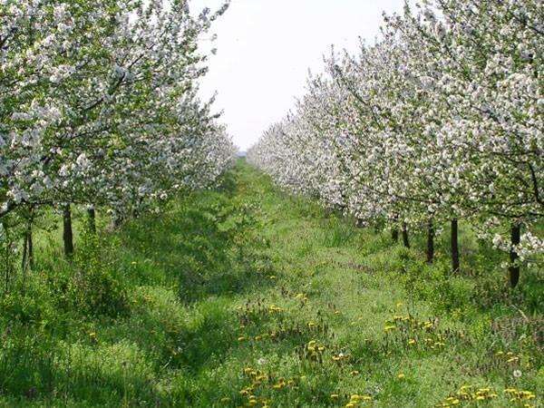 VOCNE-SADNICE