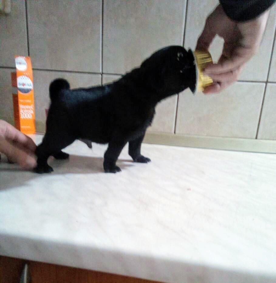 Mops-muško-štene