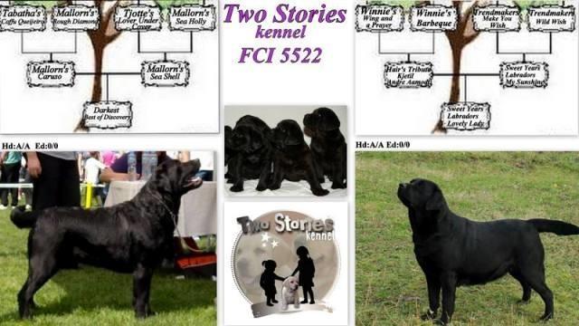 Labrador-retriver