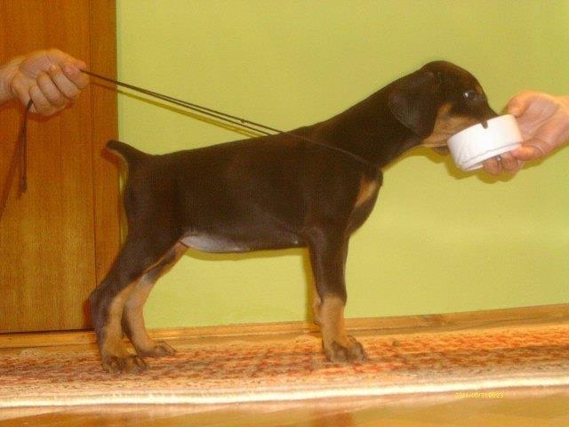 Doberman-stenci---odlicnog-porekla