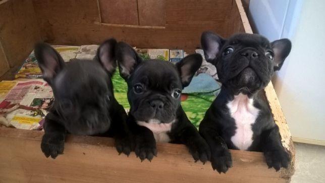Francuski-buldog-i-engleski-buldog-