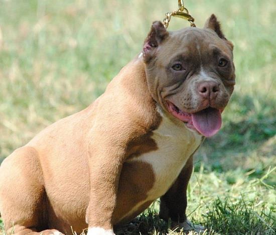 American-bully-pocket-micro