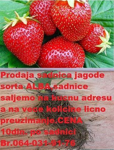 Sadnice-Jagoda