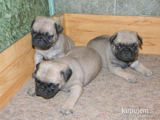 Mops stenad