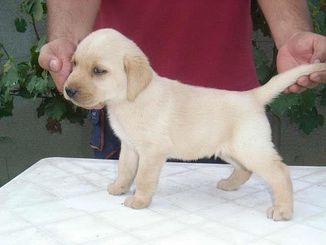 Labrador-retriver-stenad
