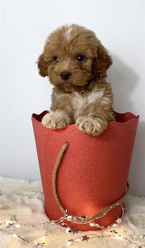 Labradoodle--labradudl-