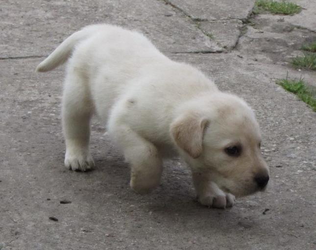 Labrador-retriver-stenad
