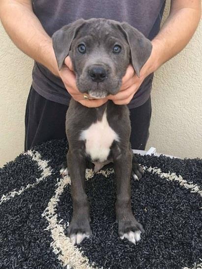 Cane-corso-štenci