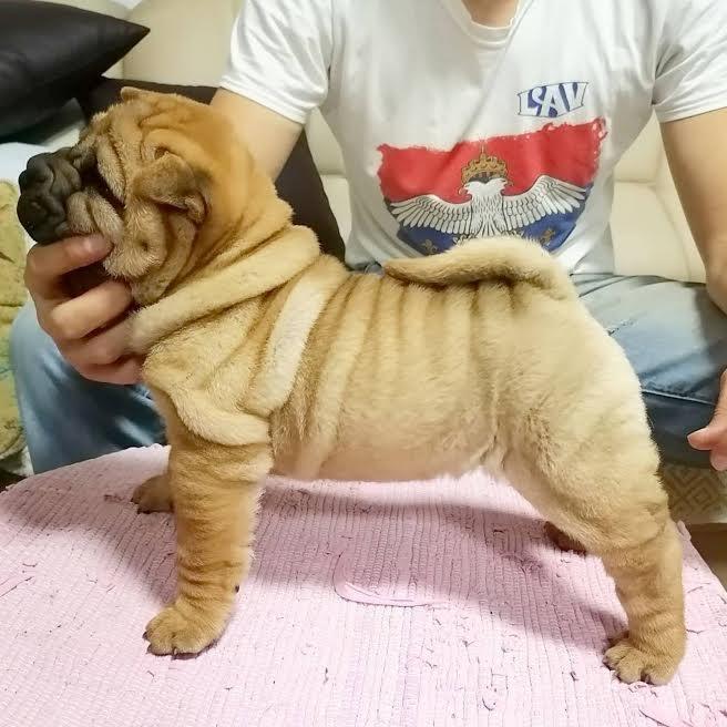 Shar-Pei-stenci-