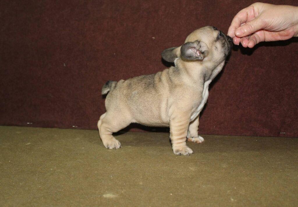 Francuski-Buldog
