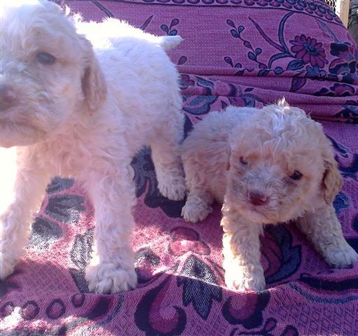 Stenci-tartufari-Lagotto-Romagnolo