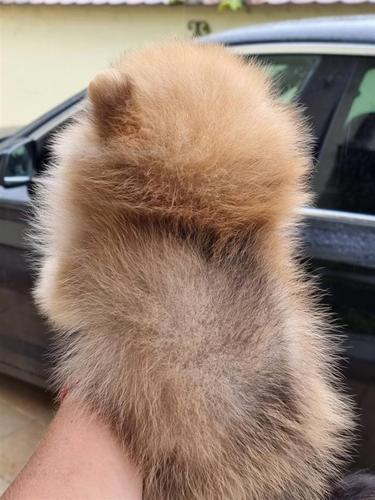 Pomeranski spic