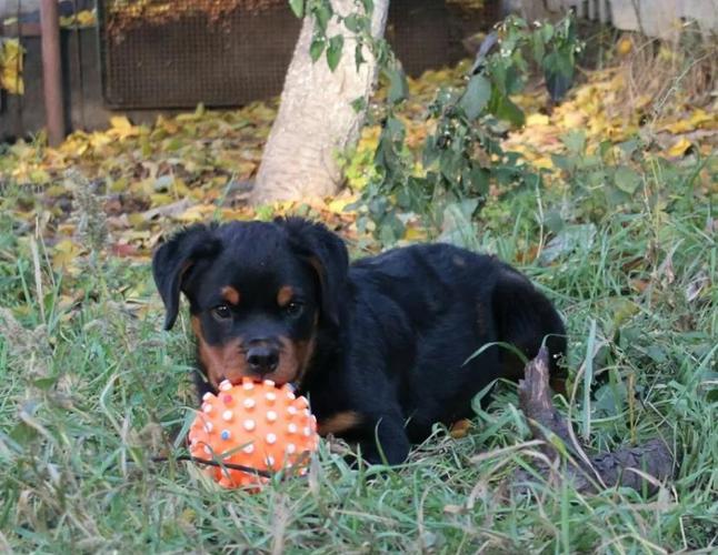 Rotvajler i doberman stenci 