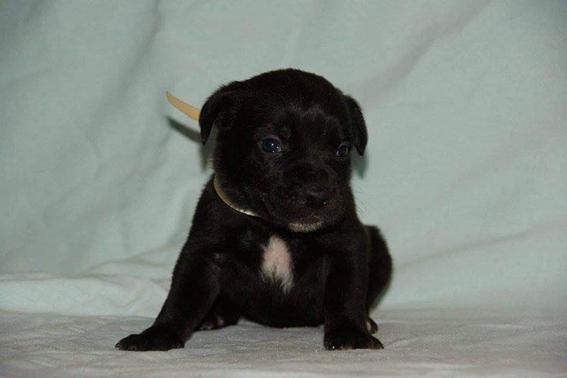 Cane-Corso-štenad