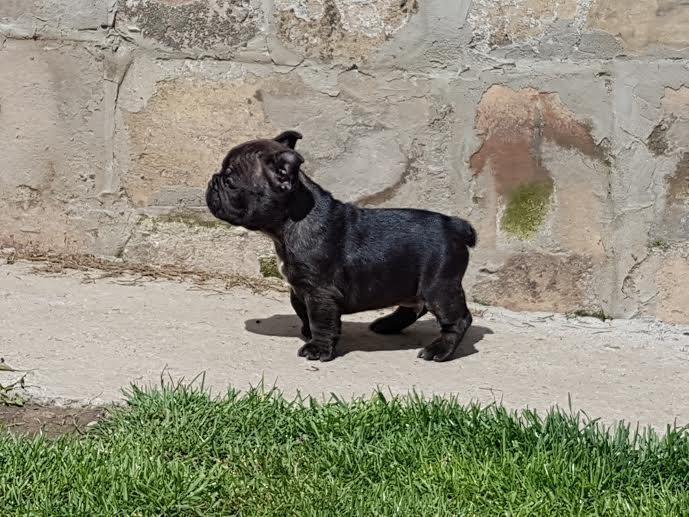 Francuski-buldog-štenci-