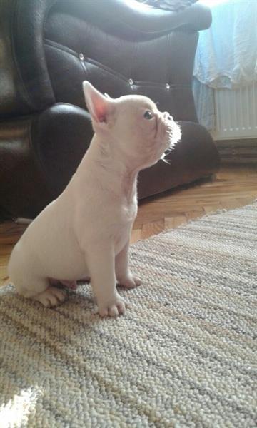 Francuski-buldog-stenad