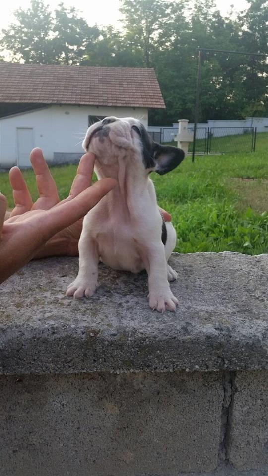 Francuski-buldog
