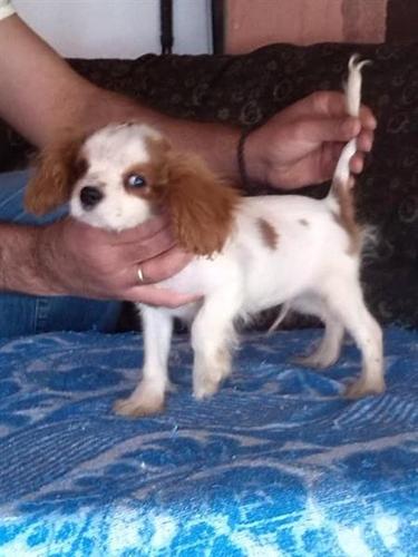 Cavalier King Charles Spaniel,musko stene