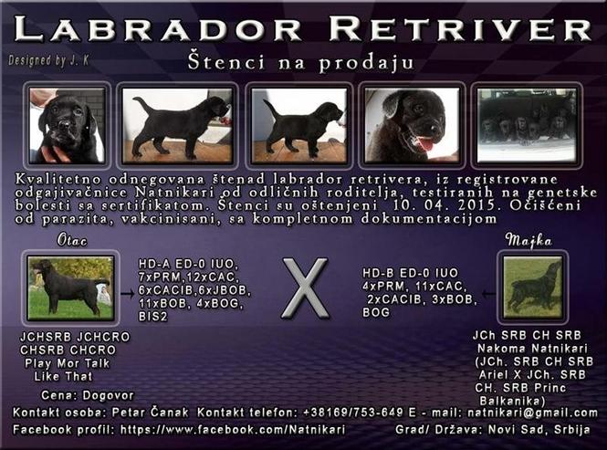 Labrador retriver štenci