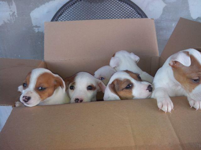 Jack-Russell-terrier-stenci