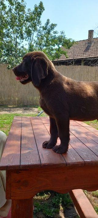 Labrador-retriver-muški-štenci