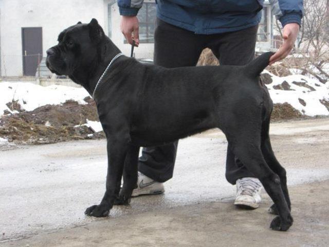 Cane-corso-stenci-sampionskog-porekla