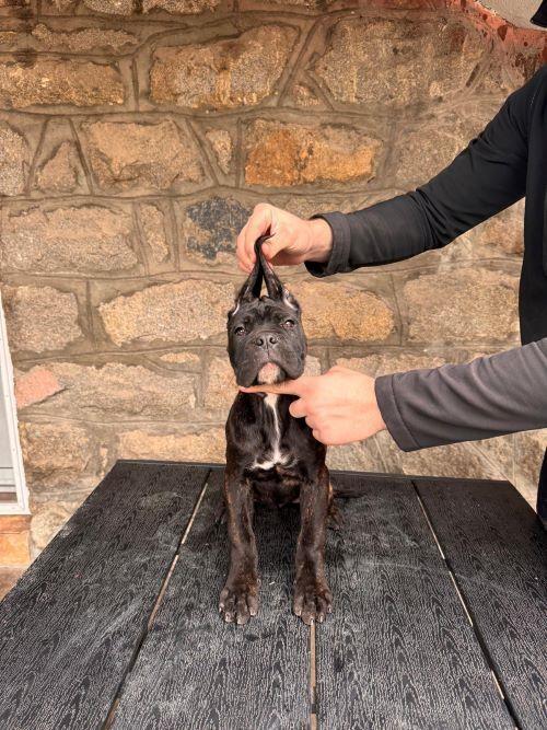 Cane-Corso-štenci