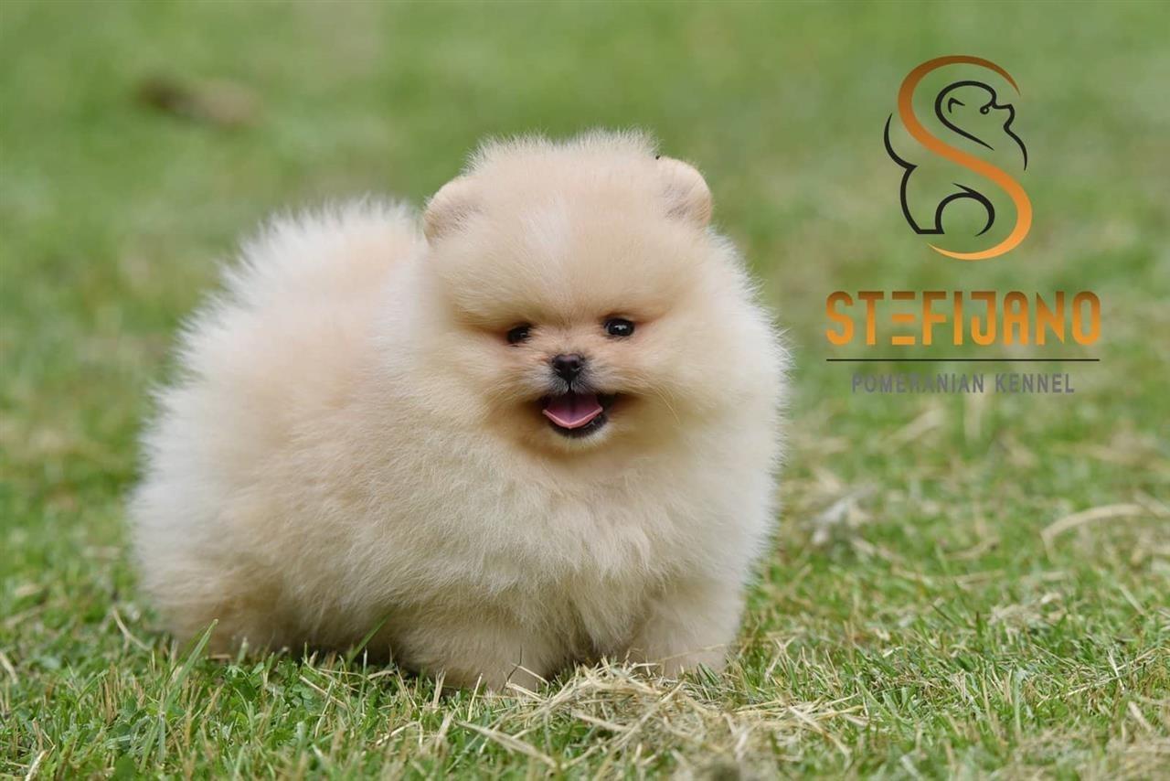 Pomeranski-spic