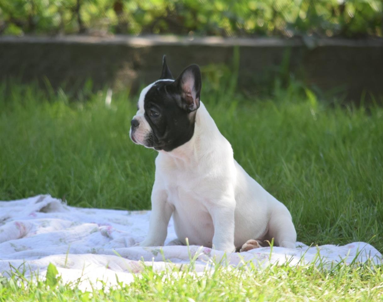 Francuski-buldog-štenci