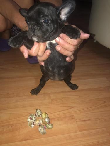 Francuski buldog štenci