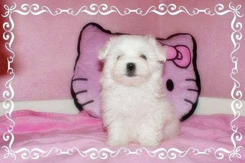 Maltezer
