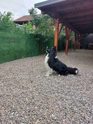 Border-koli-collie-štenci