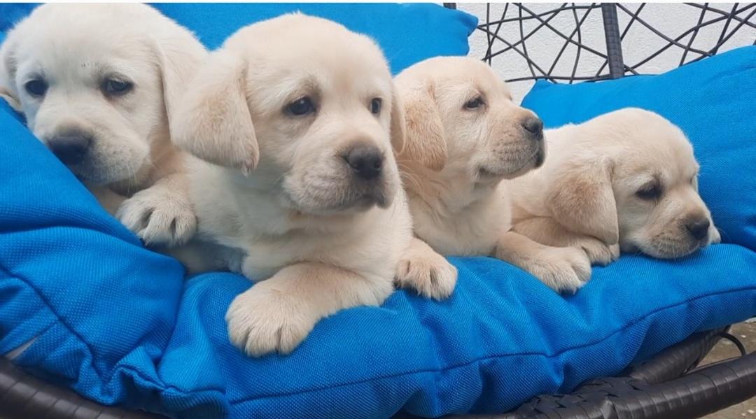 Labrador-štenci