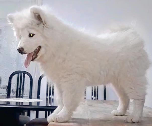 Samojed štenci