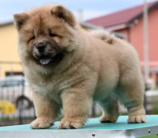 Chow-Cau-Cau-