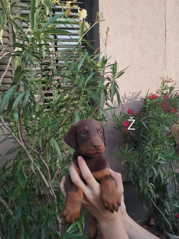 Doberman-štenci