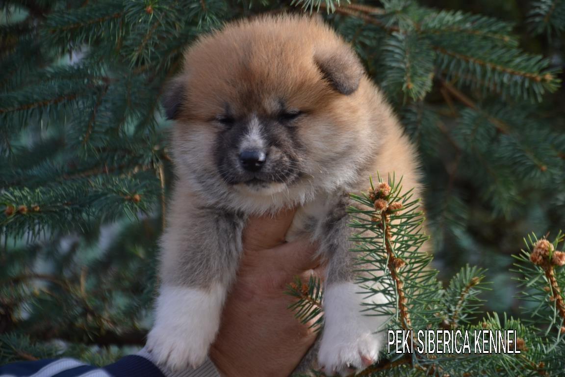 Akita-inu-stenci-